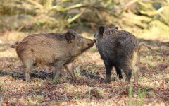 image of boar #46