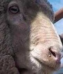 image of animal