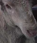 image of animal