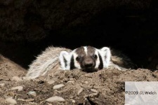 image of badger