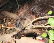image of beaver