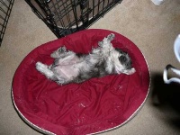 image of miniature_schnauzer #15