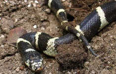 image of king_snake