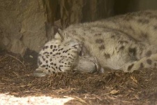 image of snow_leopard