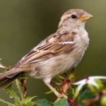 image of bird