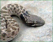 image of night_snake