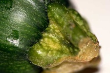 image of zucchini