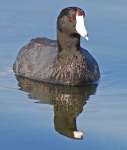 image of american_coot