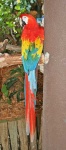 image of macaw