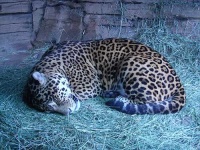 image of jaguar_car