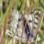 image of animal