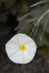 image of flower