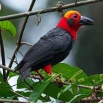 image of bird