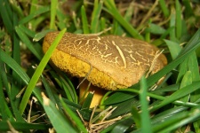 image of bolete