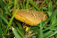 image of bolete #33