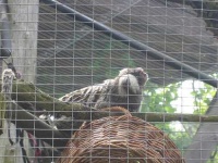 image of marmoset