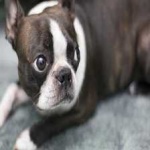 image of animal