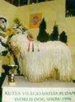 image of komondor