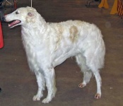 image of borzoi