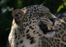 image of animal