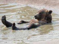 image of animal