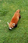 image of animal