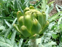 image of artichoke #34