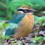 image of bird