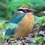 image of indian_pitta #23