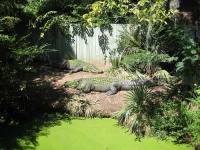image of american_alligator