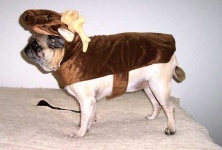 image of pug