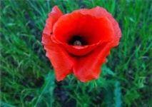 image of flower