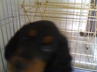 image of gordon_setter #2