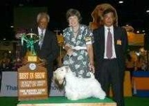 image of sealyham_terrier