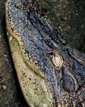 image of american_alligator