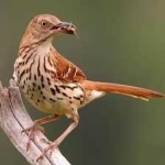 image of bird