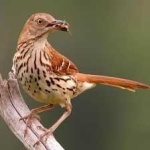 image of brown_thrasher #2