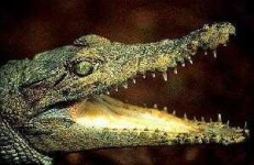 image of animal