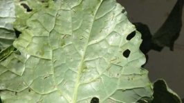 image of damage_to_cabbage_leaves