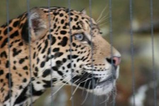 image of jaguar_car
