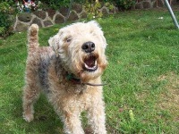 image of lakeland_terrier
