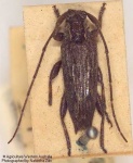 image of long_horned_beetle