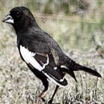 image of bird