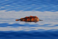 image of loggerhead