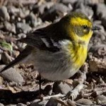 image of bird