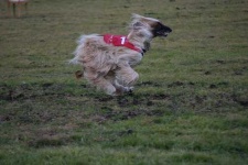 image of saluki