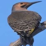 image of bird