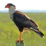 image of bird
