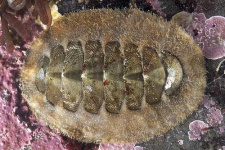 image of chiton