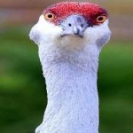 image of bird